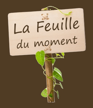 La feuille du moment